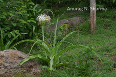 Crinum asiaticum